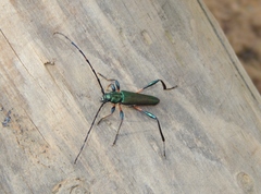 Litopus latipes dispar