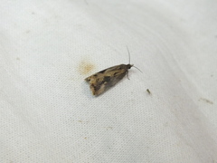 Endothenia quadrimaculana