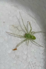 Araneus uniformis