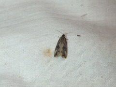 Endothenia quadrimaculana