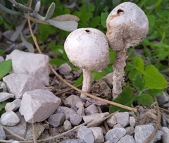 Tulostoma brumale
