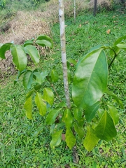 Platymiscium pinnatum