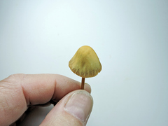 Galerina stordalii