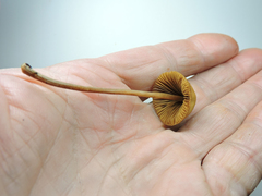 Galerina stordalii