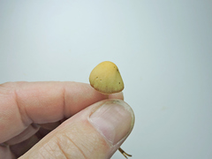 Galerina stordalii