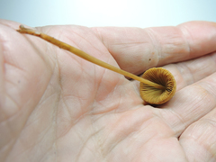 Galerina stordalii