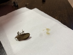 Spartocera