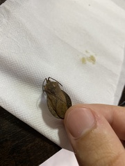 Spartocera