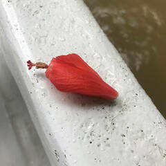 Malvaviscus penduliflorus