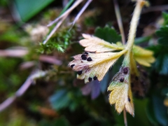 Phragmidium potentillae