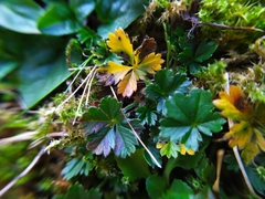 Phragmidium potentillae