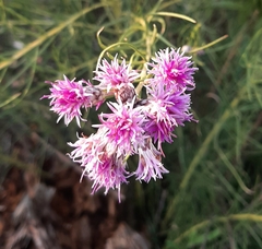 Vernonanthura nudiflora