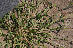 Digitaria sanguinalis