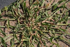 Digitaria sanguinalis