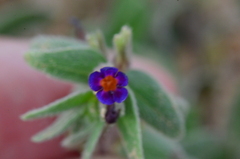 Alkanna pseudotinctoria