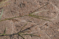 Digitaria sanguinalis