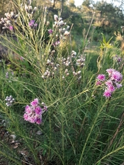 Vernonanthura nudiflora