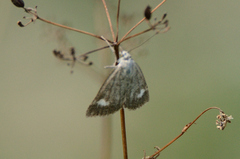 Udea alpinalis