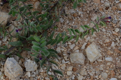 Alkanna pseudotinctoria