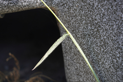 Digitaria sanguinalis