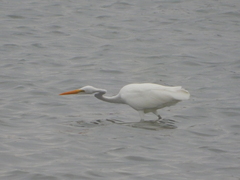 Ardea alba