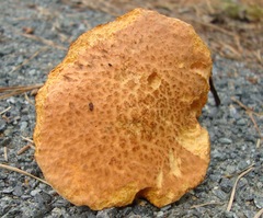 Suillus decipiens