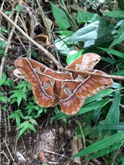 Rothschildia hesperus