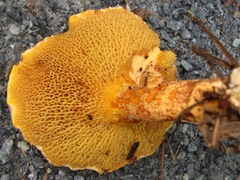 Suillus decipiens