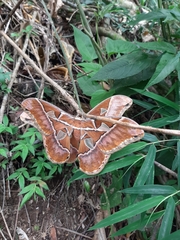 Rothschildia hesperus