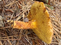 Suillus decipiens