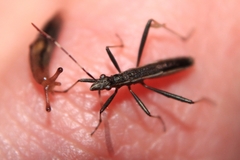 Micrelytra fossularum