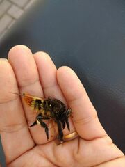 Asilidae