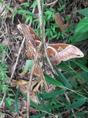 Rothschildia hesperus