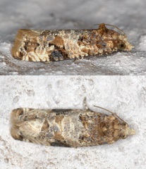 Lobesia scorpiodes