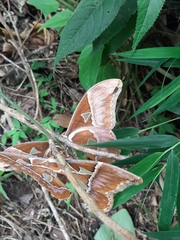 Rothschildia hesperus