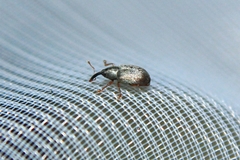 Acalyptus carpini