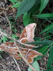 Rothschildia hesperus