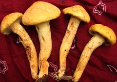 Suillus decipiens