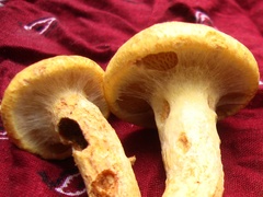Suillus decipiens