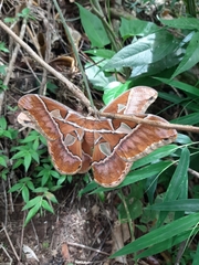 Rothschildia hesperus