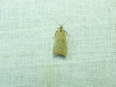 Dichomeris limosellus