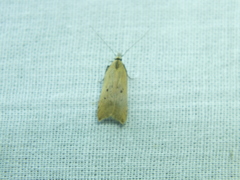 Dichomeris limosellus