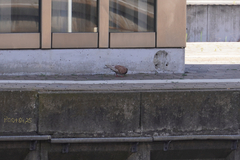 Columba livia domestica