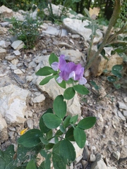 Lathyrus laxiflorus