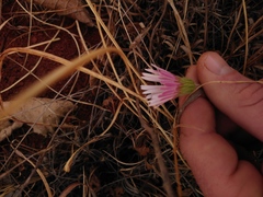 Gerbera viridifolia
