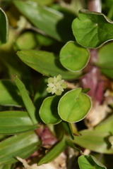 Dichondra microcalyx