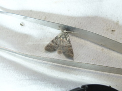 Brachylomia viminalis