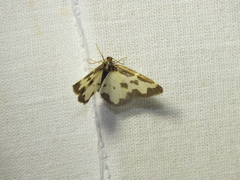Lomaspilis marginata