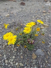 Osteospermum scariosum