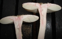 Amanita mutabilis